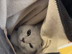 -伟伟宠物医院·CT影像中心·瑞派犬猫综合性门诊(汉口总院)