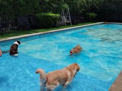 -汪说喵讲宠物乐园宠物酒店(红星美凯龙店)