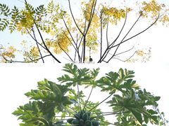 -华侨城湿地公园