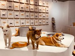 -柴务处·柴犬主题狗咖