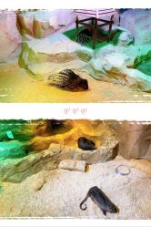 -酷嗒动物文化乐园(cutezoo西溪乐天城店)