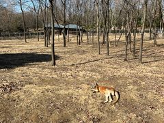 -合肥野生动物园