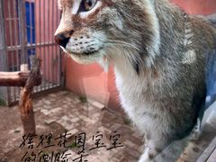 -青藏高原野生动物园