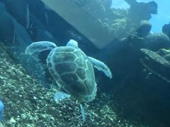 -海棠湾洲际-涛·海底餐厅·美人鱼·自助餐·海底隧道