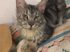 -楼上猫咖(罗湖店)