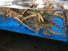 -盒马X会员店(王府井奥莱UP TOWN店)