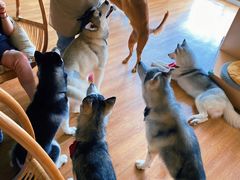 -Husky Go! 哈士奇体验馆·宠物咖啡厅狗咖