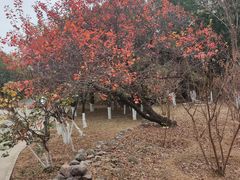 -北京十三陵国家森林公园蟒山景区