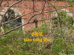 -上海佘山国家森林公园西佘山园