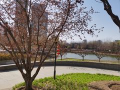 -大望京公园