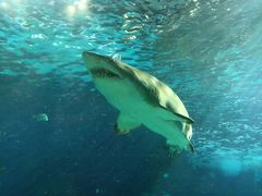 -瑞普利水族馆