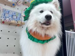 -毛绒耶耶撸宠馆·猫咖·狗咖·荷兰猪咖