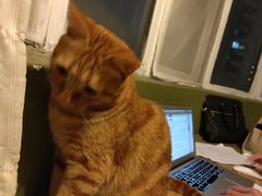 -猫猫幼稚园·撸猫·桌游·电玩