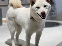 -柴务处·柴犬主题狗咖