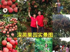 -从化深英荔枝黄皮龙眼采摘园