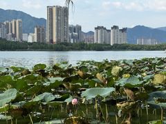 -飞来湖湿地公园