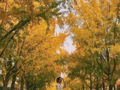 -三里屯东五街银杏大道