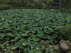 -花溪公园