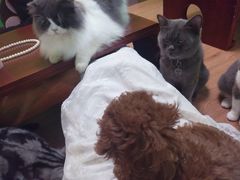 -李小姐の猫咖啡馆(五角场店)