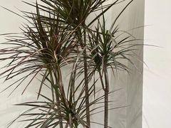 -福驎咖啡FURNING CAFE(固戍华丰店)