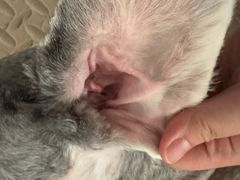 -北京观赏动物医院·24小时大型综合·猫专科·异宠专科