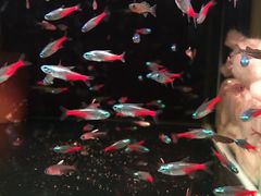 -中环花鸟鱼虫市场