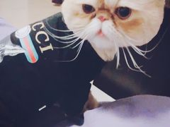 -Pets First伊珊娜洗护·精致美容·家庭式寄养(新会路店)