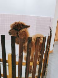 -Moni星球萌宠·小马宝莉·灵蛇·高端高阶全萌宠互动体验俱乐部(红豆国际广场店)