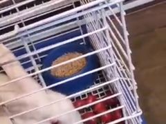 -PETKIT 小佩宠物·低压洗护·美容·寄养(安远店)