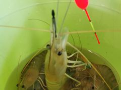 -小象钓虾·营地烧烤(洛溪店)