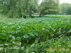 android_upload_pic-紫竹院公园冰场