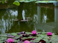 -国家植物园南园