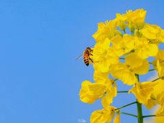 -中国天府农业博览园