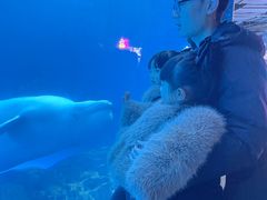-海合安成都极地海洋公园