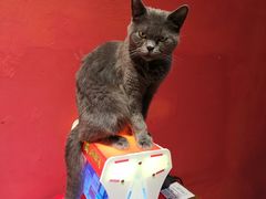 -猫色咖啡·猫咖