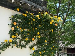 -乌村
