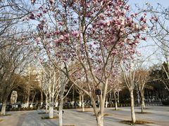 -山东农业大学(岱宗校区)