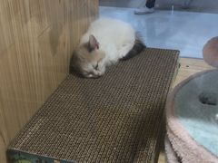 -屋虎猫馆(宝安大仟里店)