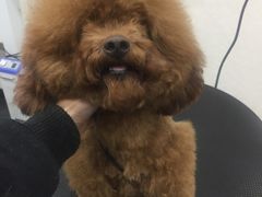 -八公叔叔宠物美容连锁(春申店)