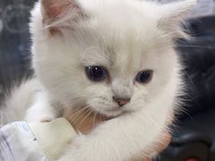 -A猫a狗全科·犬猫异宠·芥西宠物医院(南开总院)