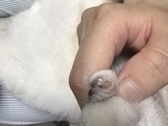 -宠小格时尚宠物生活馆(唐镇店)