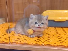 -欣宠猫屋·矮脚拿破仑·蓝金金渐层