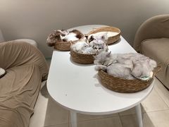 -怪兽屋·羊驼·猫咖·狗咖(俊华广场店)