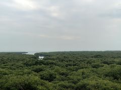 -北海金海湾红树林生态旅游区