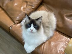 -李小姐の猫咖啡馆(五角场店)