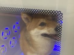 -车接车送·寄养洗护·德文猫舍(大宁店)