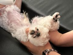 -伟伟宠物医院·CT影像中心·瑞派犬猫综合性门诊(汉口总院)