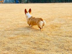 -趣玩宠物乐园寄养训犬训狗游泳池