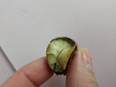 -阿男野栗王(金门路店)