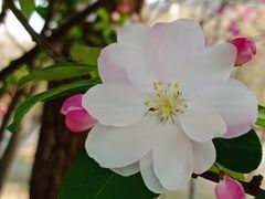 -桃花堤公园